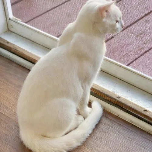 Theodore thumbnail 4