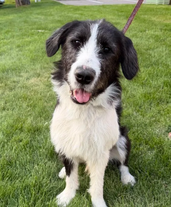 An adult large-sized male Terrier dog named Hammy for adoption in Brooklyn Center, MN