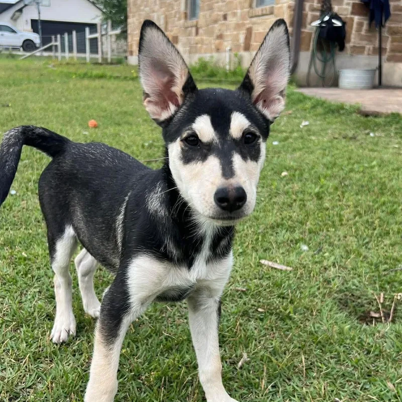 A baby medium-sized male Black Terrier dog named Buzz for adoption in Warren, RI