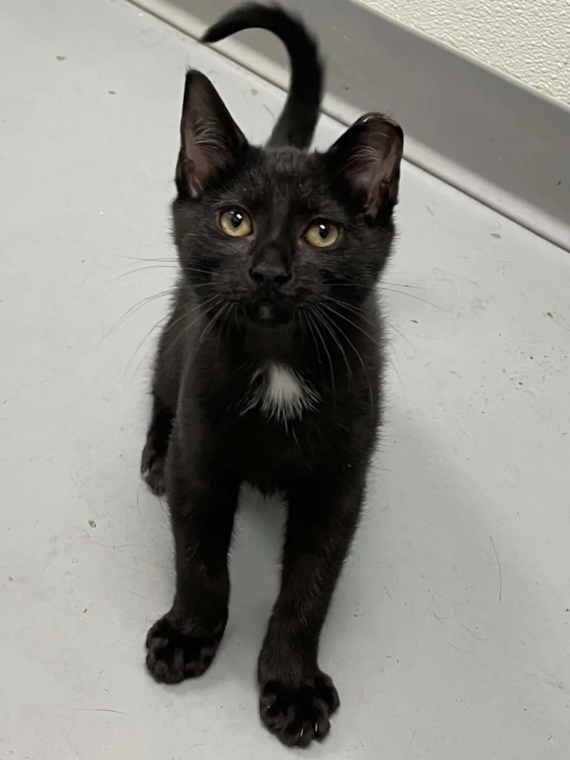 A young medium-sized male Black & White / Tuxedo Domestic Short Hair cat named Arhur for adoption in Covington, VA