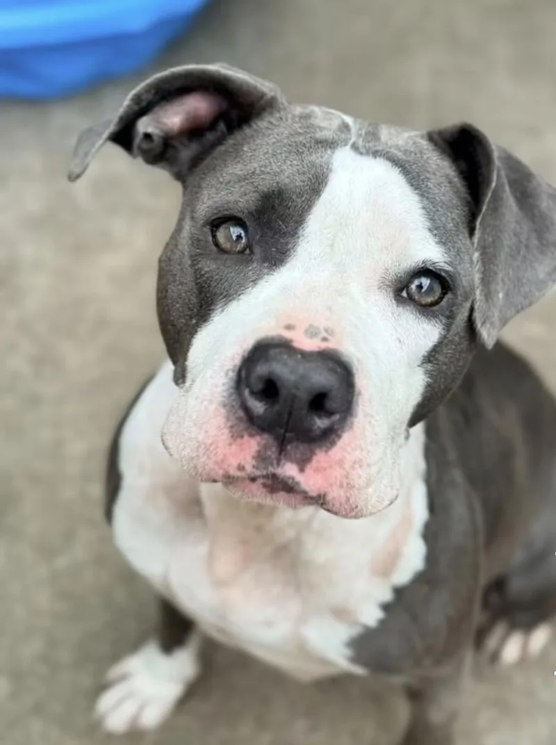 An adult medium-sized female White / Cream Pit Bull Terrier dog named Rainbow Cone for adoption in Chicago, IL