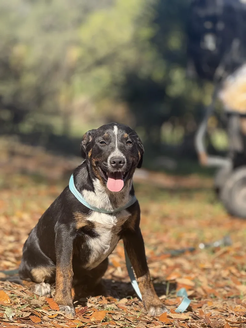 Travis Tritt thumbnail 2