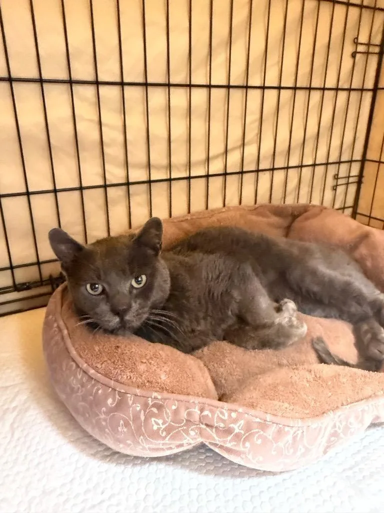 An adult medium-sized male Gray / Blue / Silver Russian Blue cat named Sokolov for adoption in Mira Loma, CA