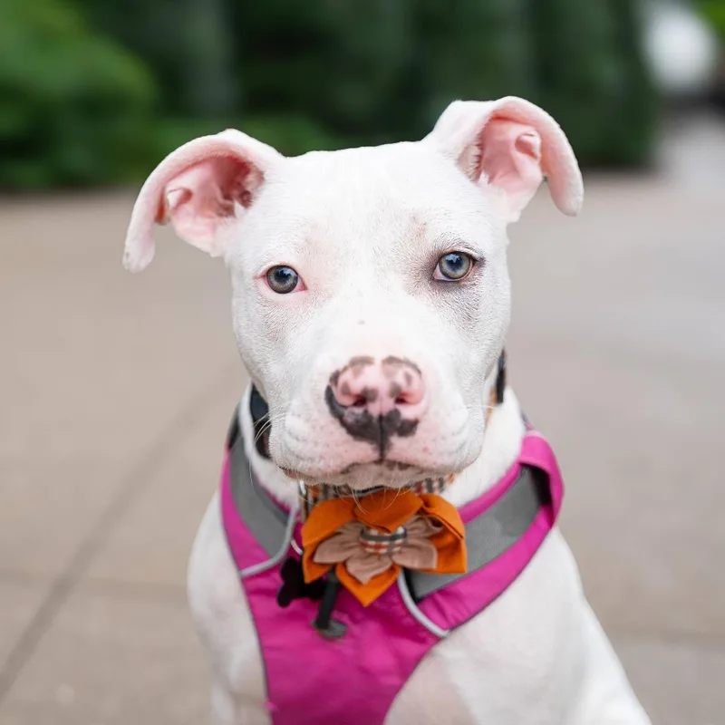 A baby medium-sized female Pit Bull Terrier dog named Hacky Sack for adoption in Durham, NC