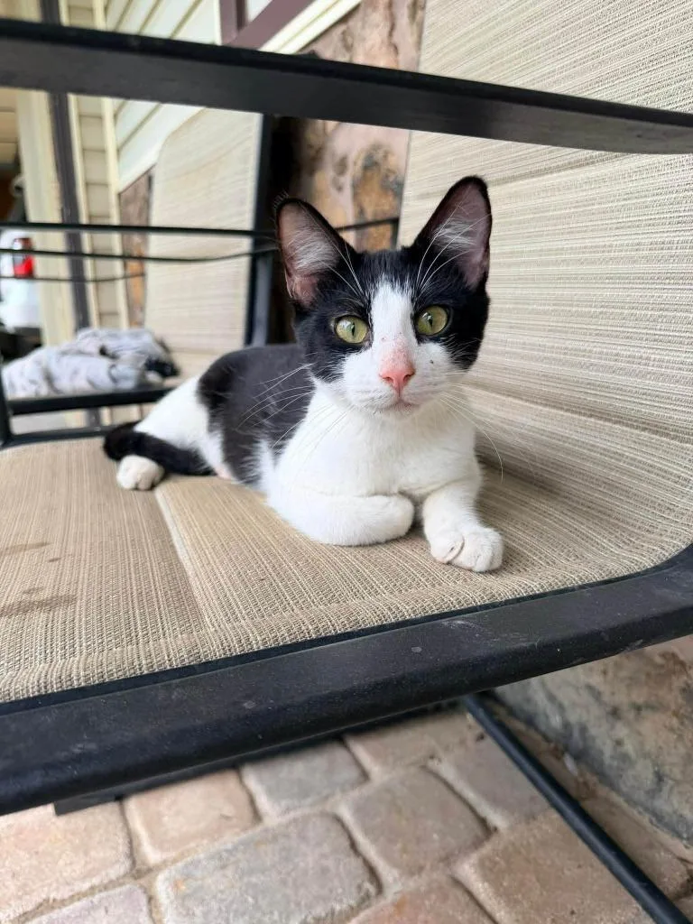 A young small-sized male Domestic Short Hair cat named Justin for adoption in Ada, OK