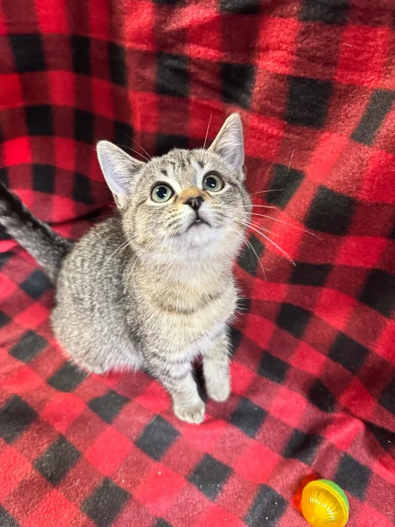 A baby medium-sized female Domestic Short Hair cat named Bounce for adoption in Shelbyville, TN