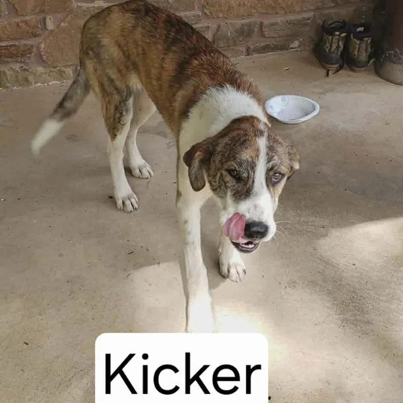 Kicker