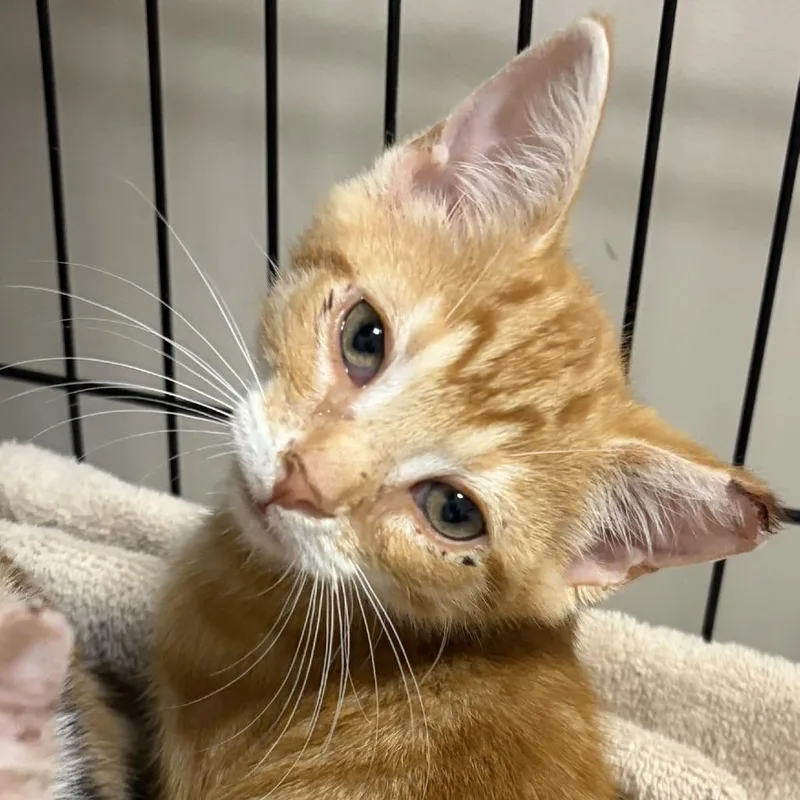 A baby small-sized male Orange / Red Domestic Short Hair cat named Brian Setzer for adoption in La Grange, KY
