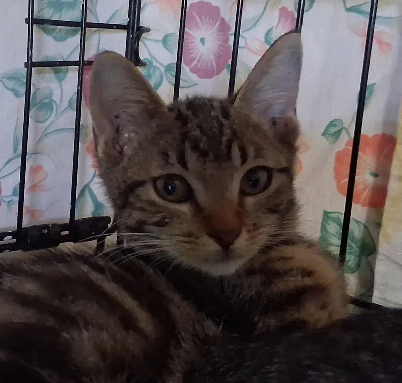 A young medium-sized female Domestic Short Hair cat named Moose Tracks for adoption in Satellite Beach, FL