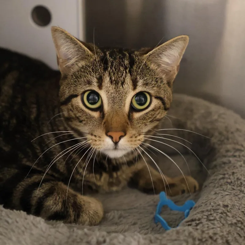 A young medium-sized male Brown / Chocolate Domestic Short Hair cat named Pip for adoption in Briarcliff Manor, NY
