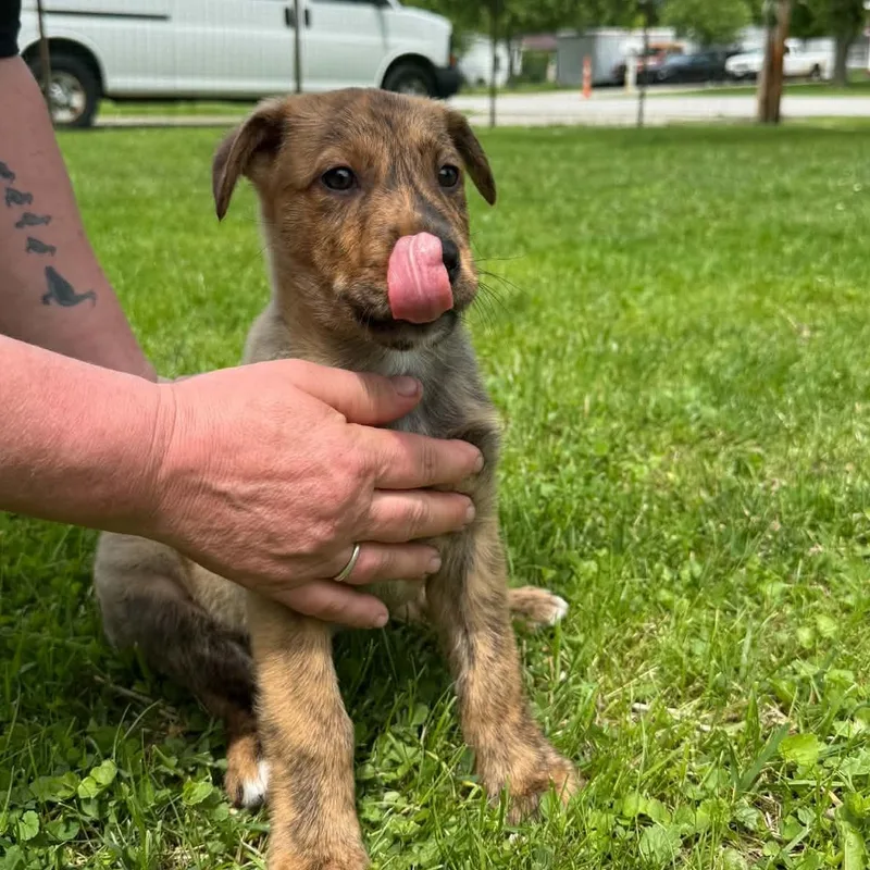 A baby medium-sized male Brindle Mixed Breed dog named Ernie for adoption in Elyria, OH