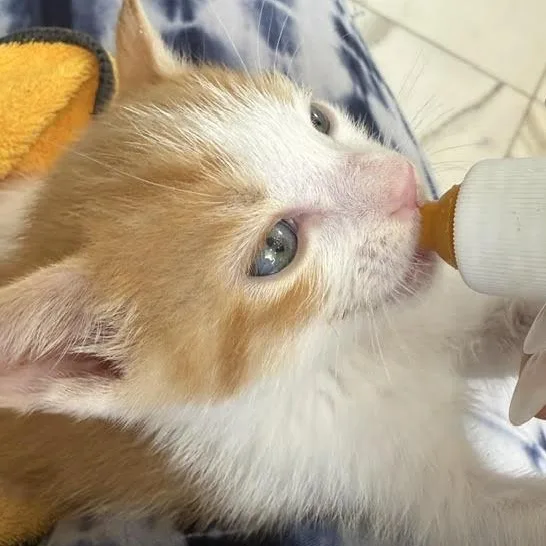 A baby medium-sized male Orange & White Tabby cat named Jasper for adoption in Woodland Hills, CA