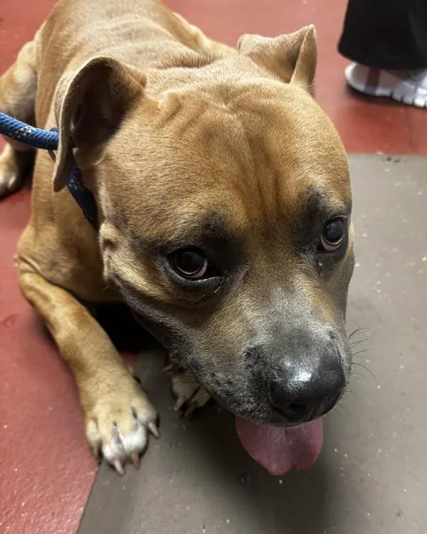 An adult large-sized male Pit Bull Terrier dog named Adonis for adoption in Salisbury, MD