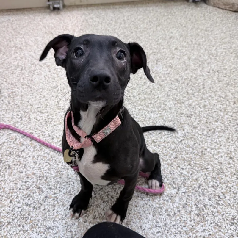 A baby medium-sized female Black Mixed Breed dog named Andromeda for adoption in Auburn, AL