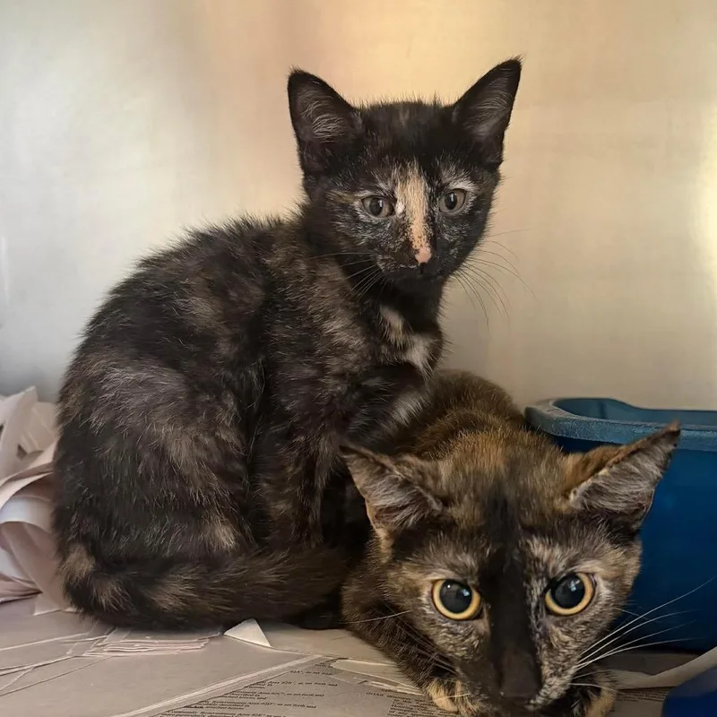 A young small-sized female Tortoiseshell Domestic Short Hair cat named Mama Rose for adoption in Washington, DC