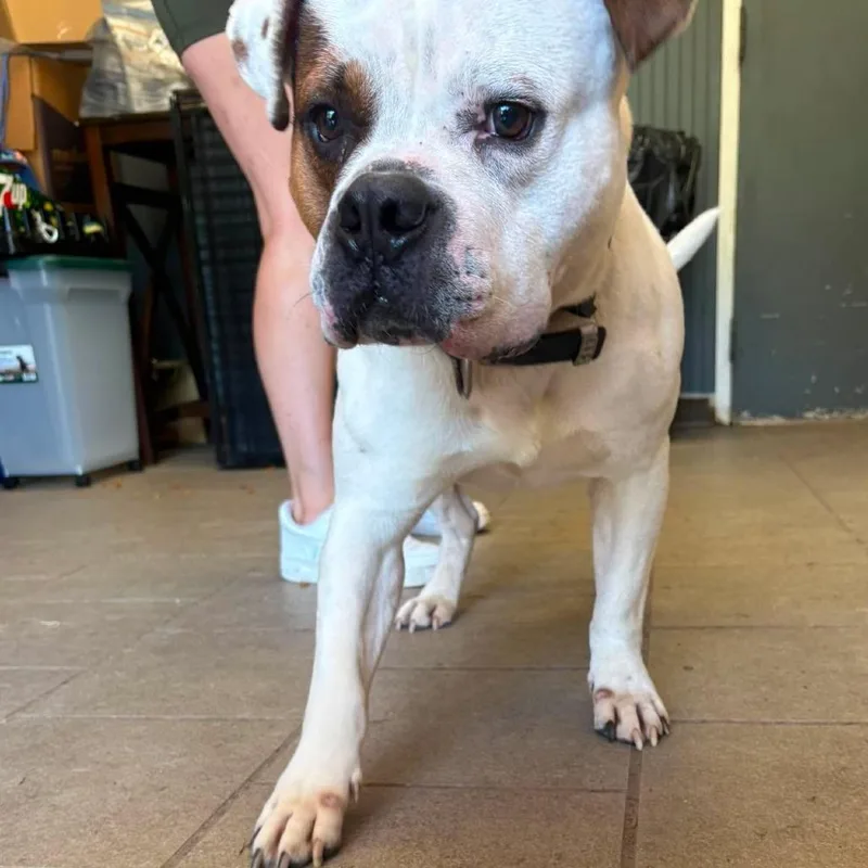 Hector Stray Hold