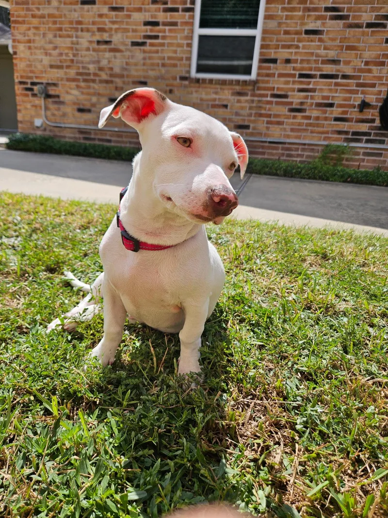 A baby medium-sized male White / Cream Chihuahua dog named Coconut for adoption in Mooresville, NC