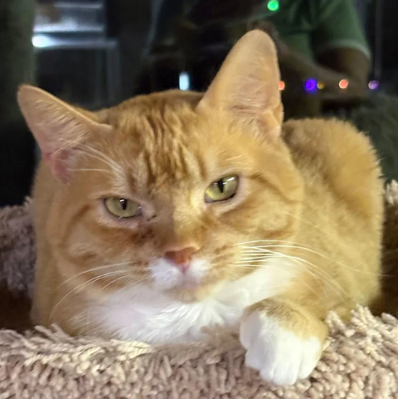A senior medium-sized male Orange & White Domestic Short Hair cat named Chip for adoption in Dalzell, IL