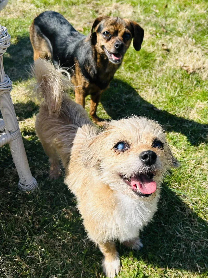 A young small-sized female Brussels Griffon dog named Sadie for adoption in Elizabethtown, PA