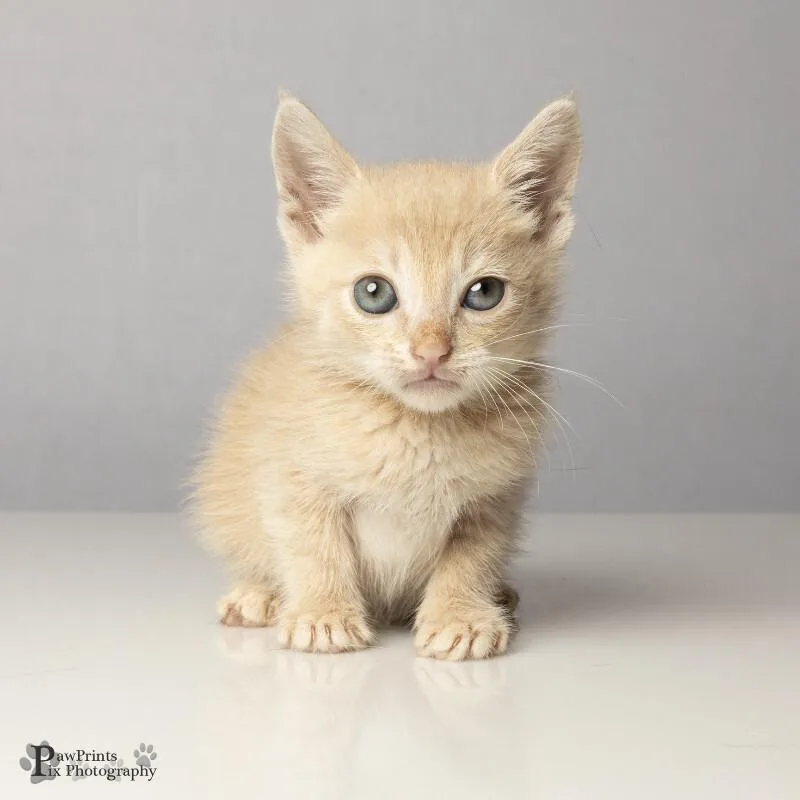 A young medium-sized male Buff / Tan / Fawn Domestic Short Hair cat named Ivory for adoption in Maryville, TN