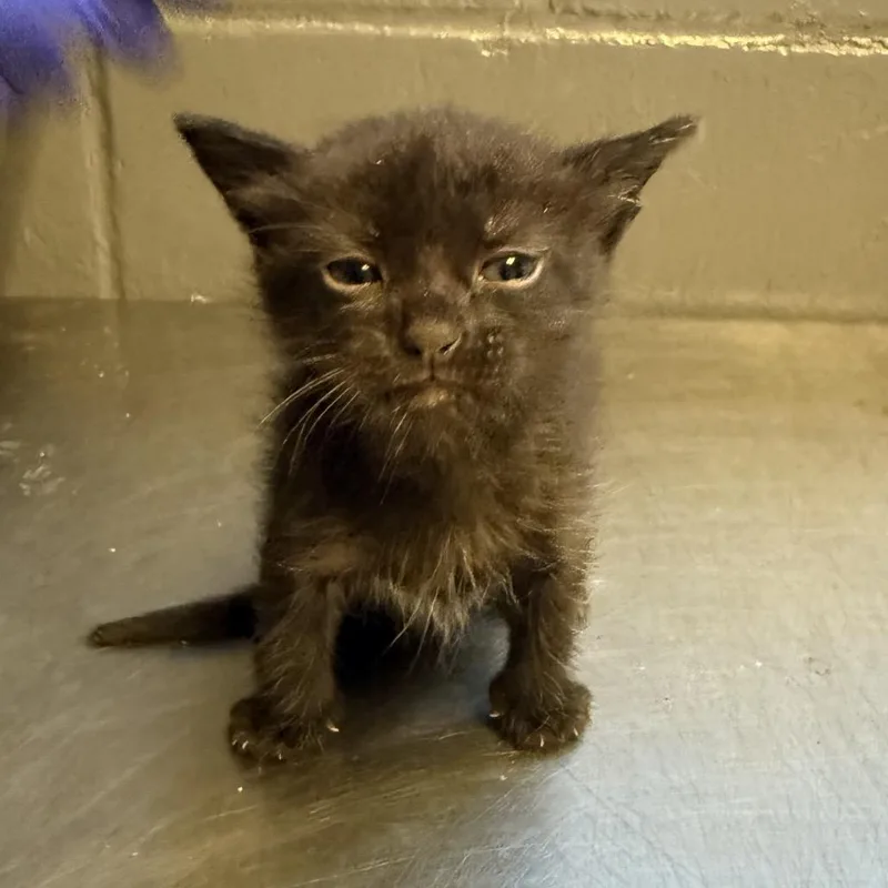 A baby small-sized female Black Domestic Short Hair cat named Maven for adoption in Tuscaloosa, AL