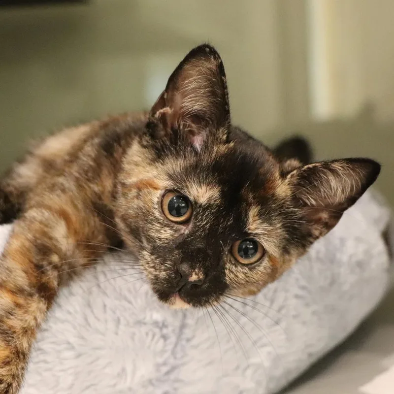 A baby small-sized female Domestic Short Hair cat named Mallory for adoption in Port Washington, NY