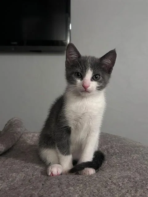 A baby small-sized female Domestic Short Hair cat named Mochi for adoption in San Luis Obispo, CA