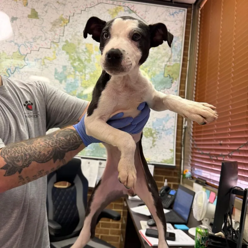 A baby small-sized female Pit Bull Terrier dog named Sasha for adoption in Birmingham, AL