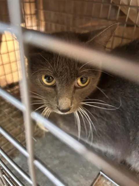 A young medium-sized female Domestic Short Hair cat named Vivica for adoption in Louisville, KY