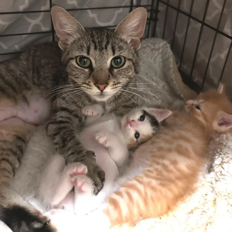 A young small-sized female Gray / Blue / Silver Domestic Short Hair cat named Juniper for adoption in Los Angeles, CA