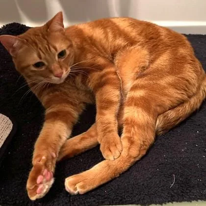 An adult medium-sized male Domestic Short Hair cat named Octo for adoption in Washington, DC