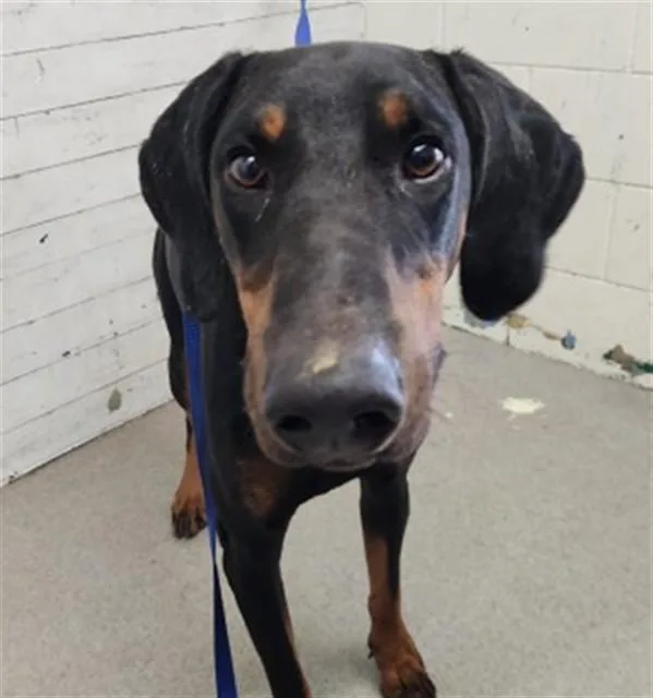 A young large-sized male Doberman Pinscher dog named Jack for adoption in San Bernardino, CA