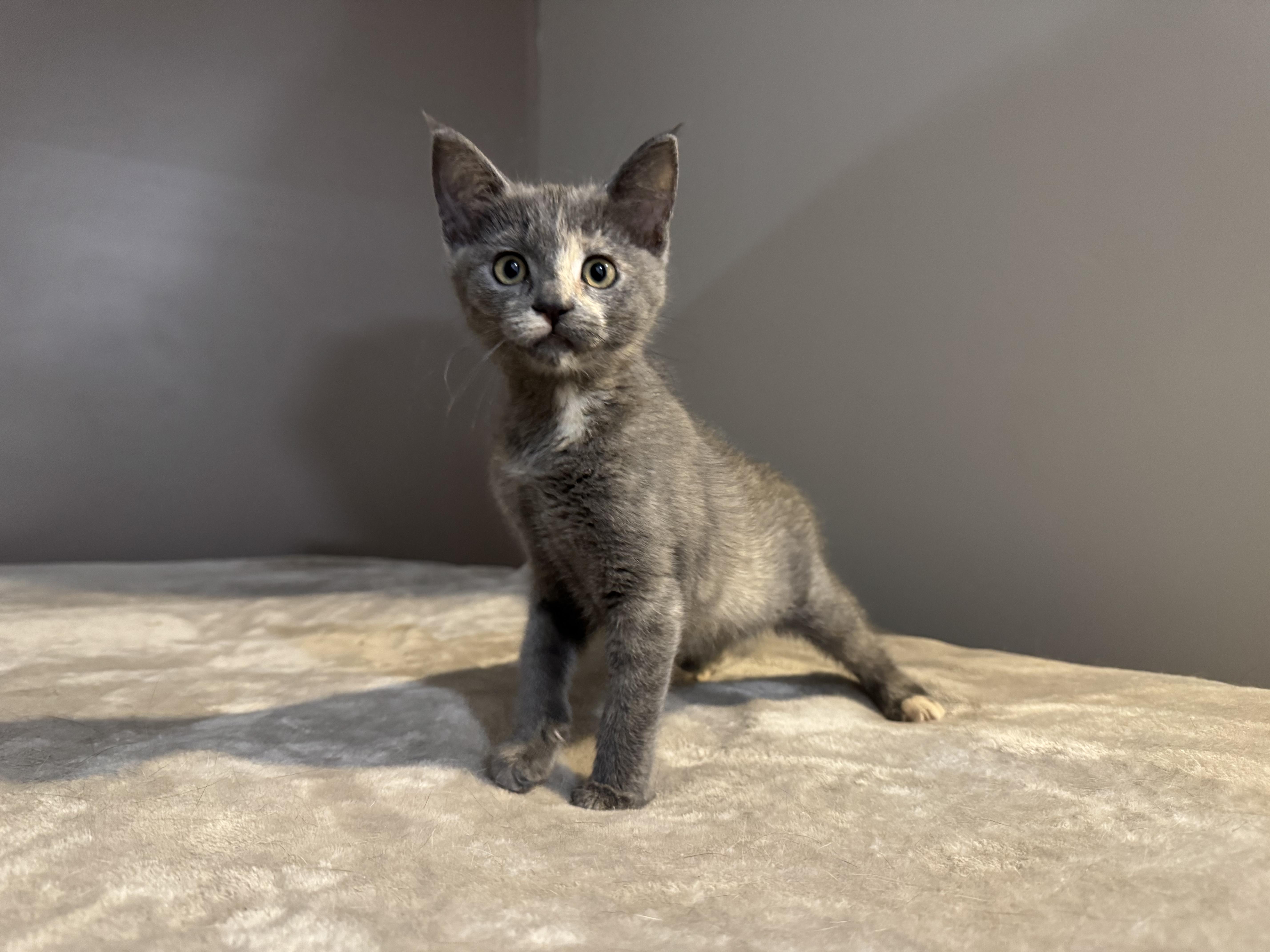 A baby medium-sized female Domestic Short Hair cat named Lorelai & Rory for adoption in Mechanicsville, MD