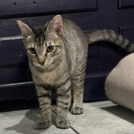 A baby medium-sized male Abyssinian cat named Jules bellyrubking for adoption in Houston, TX