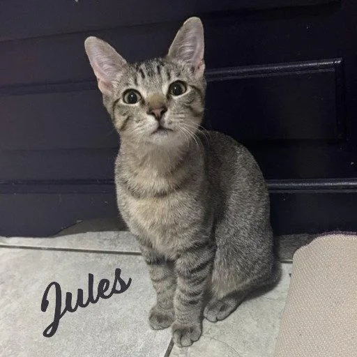 Jules bellyrubking thumbnail 2