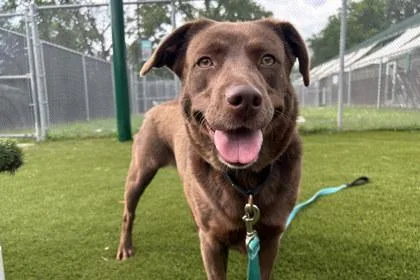 An adult large-sized female Labrador Retriever dog named Ivy for adoption in Kansas City, MO