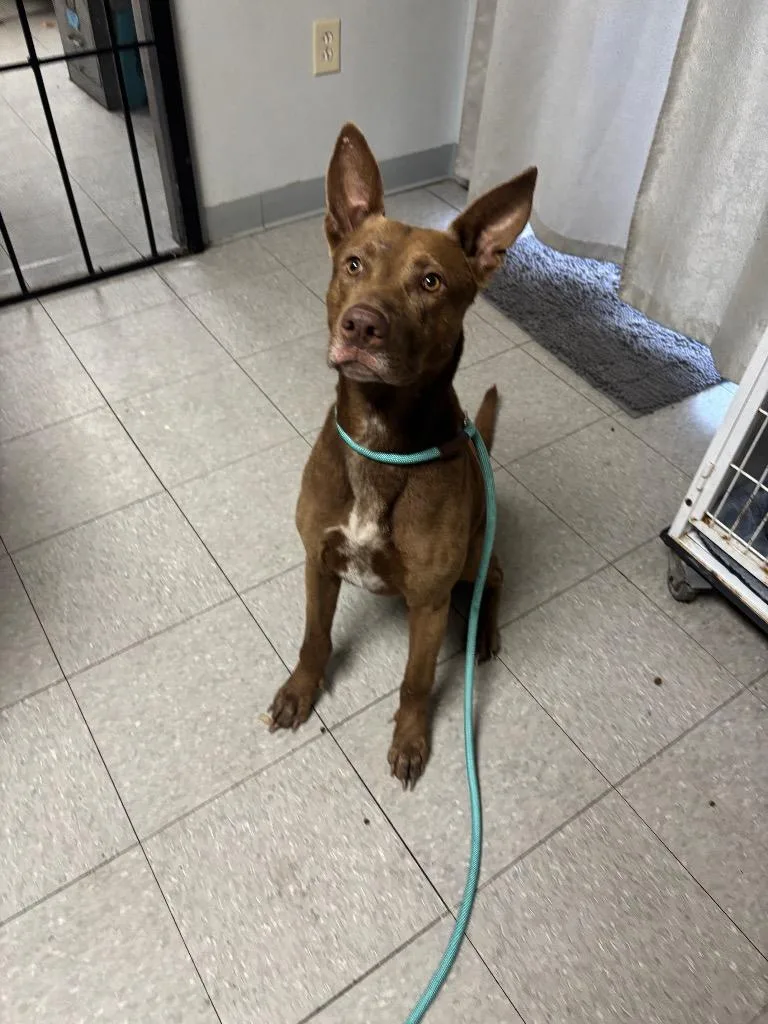 A young medium-sized female Australian Kelpie dog named Gretna for adoption in Sorrento, LA