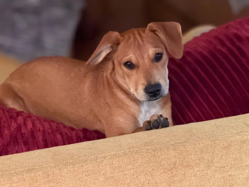 A baby medium-sized female Labrador Retriever dog named Kida for adoption in San Antonio, TX