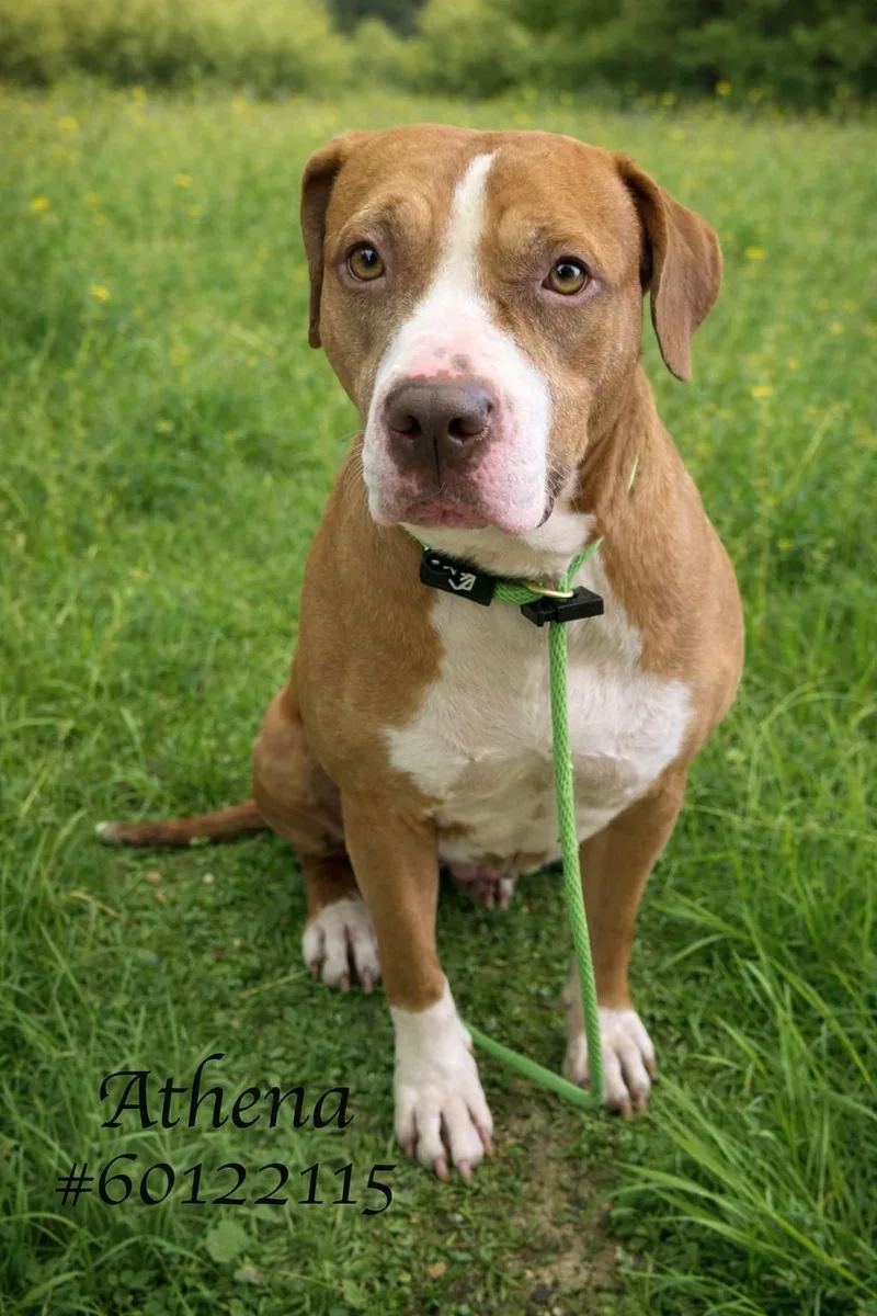 An adult large-sized female Pit Bull Terrier dog named Athena for adoption in Wilkes Barre, PA