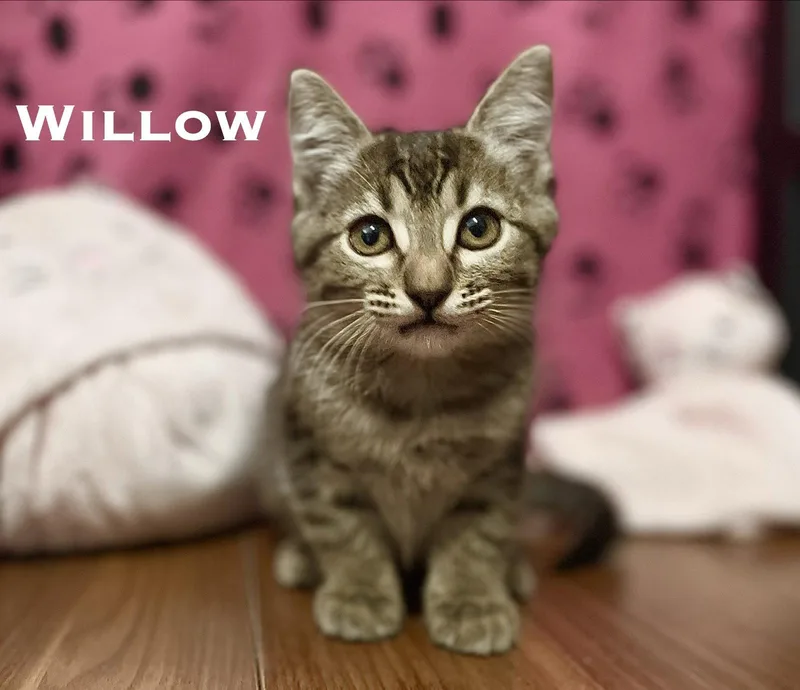 A baby small-sized female Domestic Short Hair cat named Willow for adoption in El Centro, CA