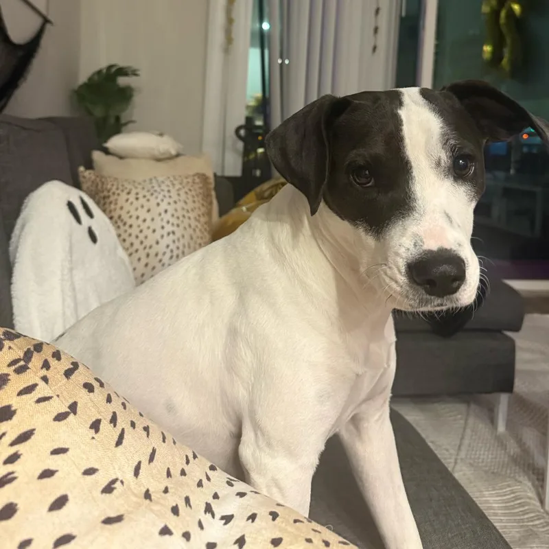 Momma Mia thumbnail 2