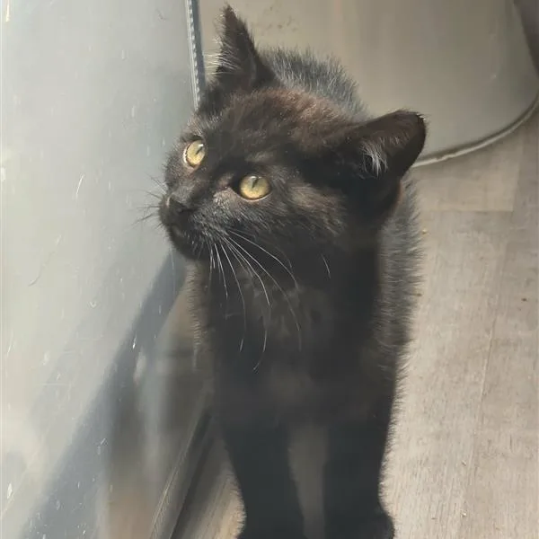 A baby small-sized female Black Domestic Short Hair cat named Mercedes for adoption in Kanab, UT