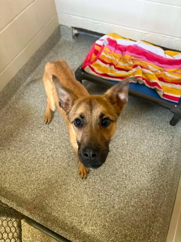 A young medium-sized male Yellow / Tan / Blond / Fawn German Shepherd Dog dog named Frankie Jr. for adoption in Georgetown, OH
