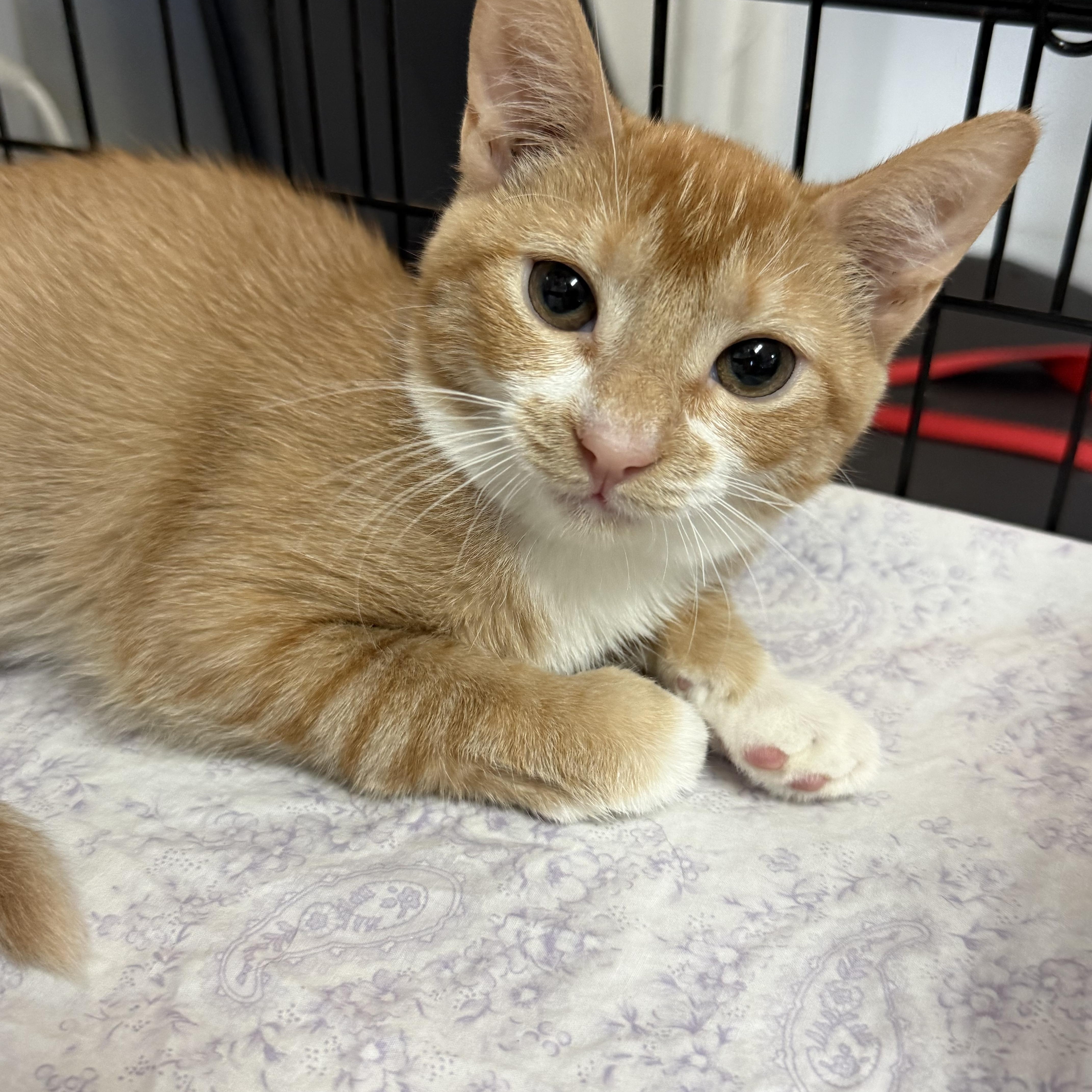 A young medium-sized female Tabby cat named Theia for adoption in Columbia, SC