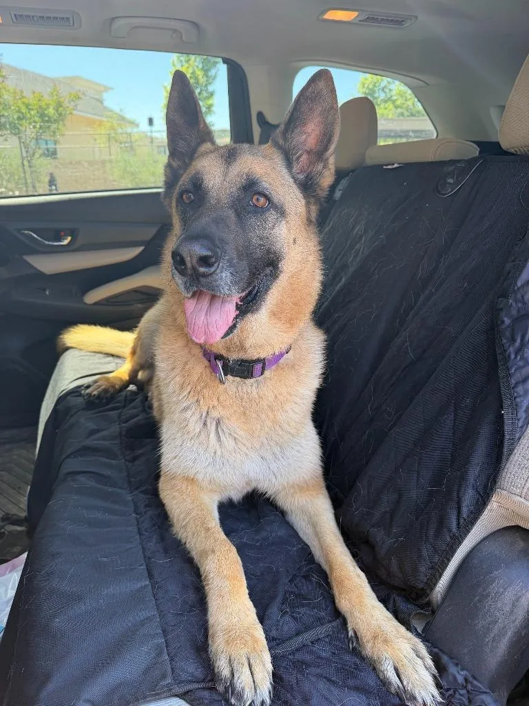 An adult large-sized male German Shepherd Dog dog named Hemmet for adoption in Los Angeles, CA