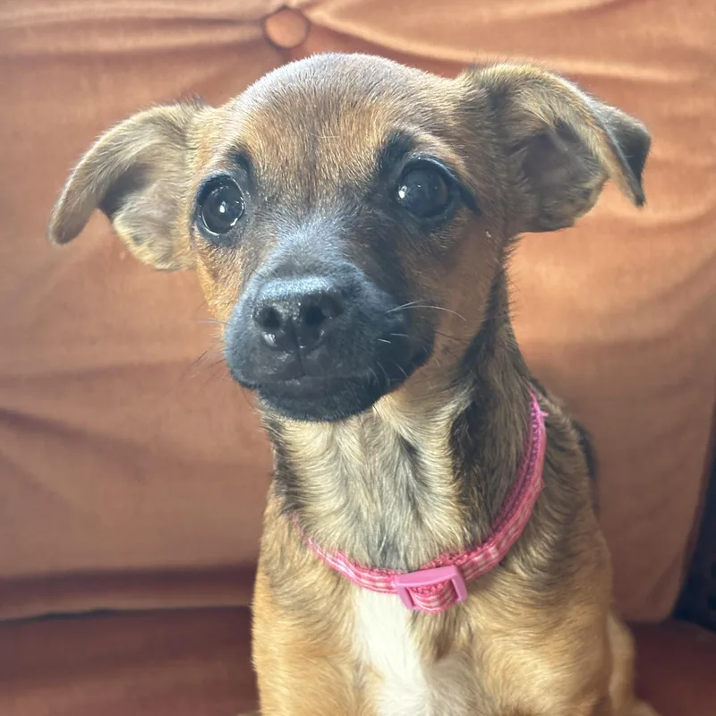A baby small-sized female Brown / Chocolate Chihuahua dog named Posey for adoption in Cypress, TX