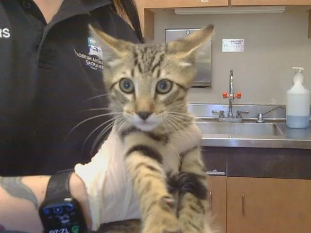 A baby small-sized male Domestic Short Hair cat named Saturn for adoption in Sacramento, CA