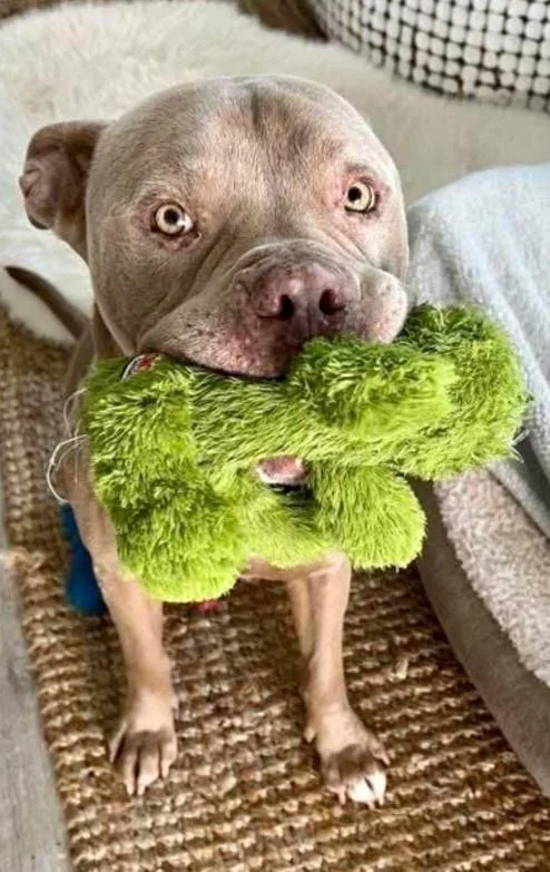 Shama Aka Pua thumbnail 2