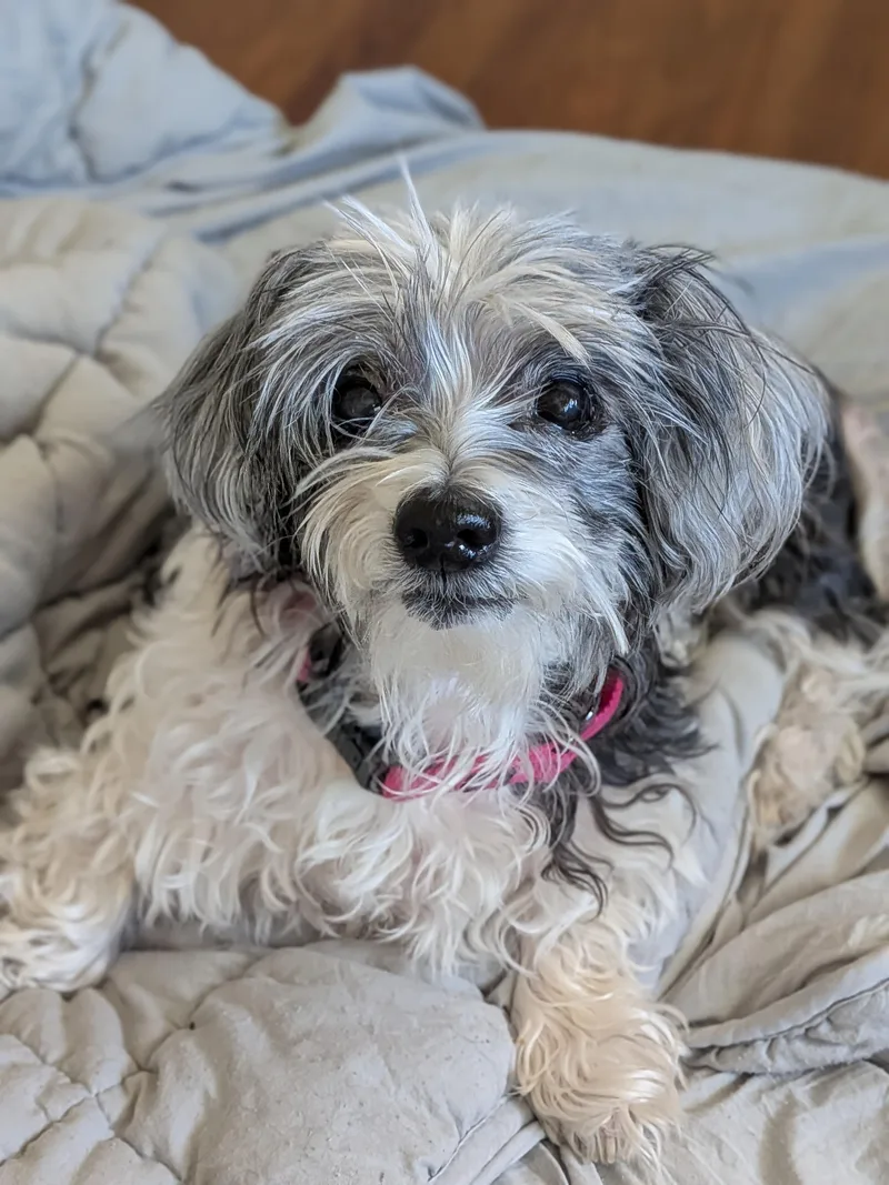 A senior small-sized female Shih Tzu dog named Tyra for adoption in Rockville, MD