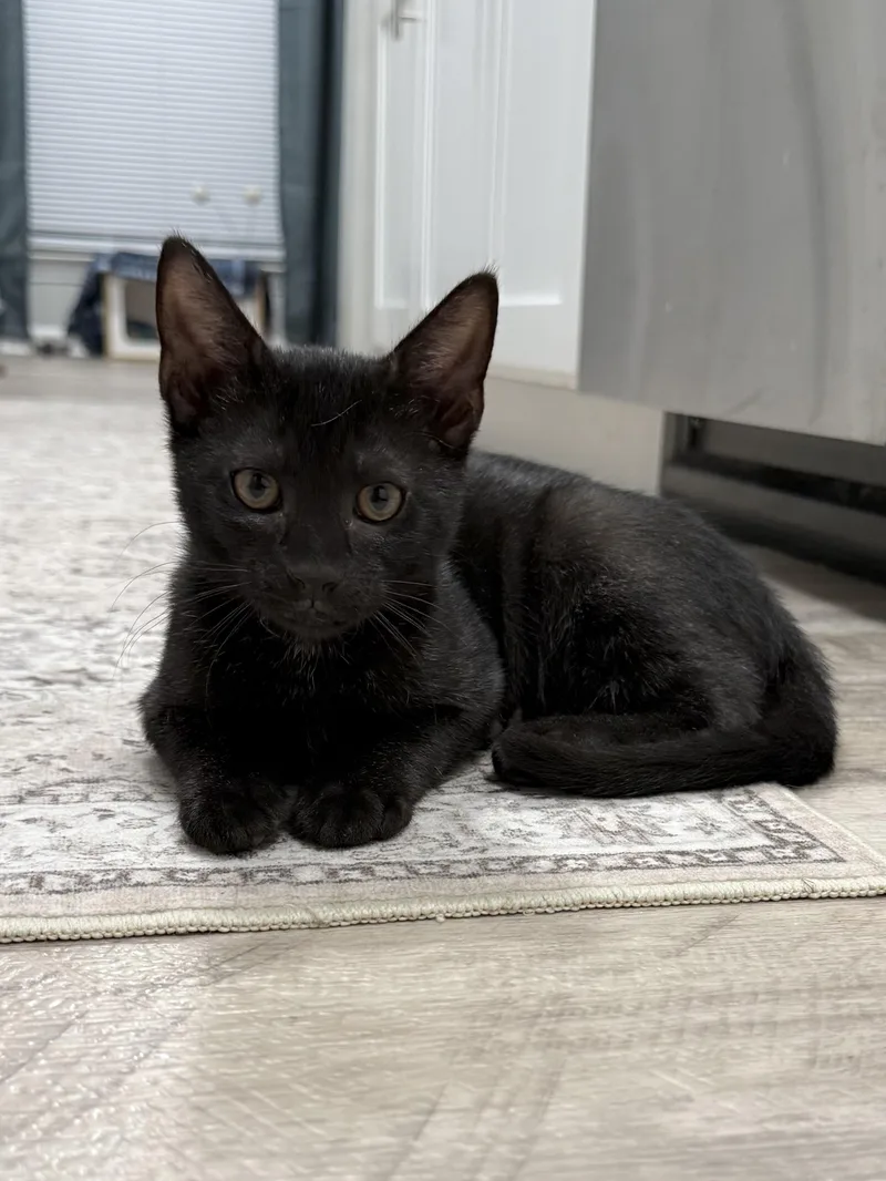 A baby small-sized male Domestic Short Hair cat named Smokey for adoption in Canton, CT